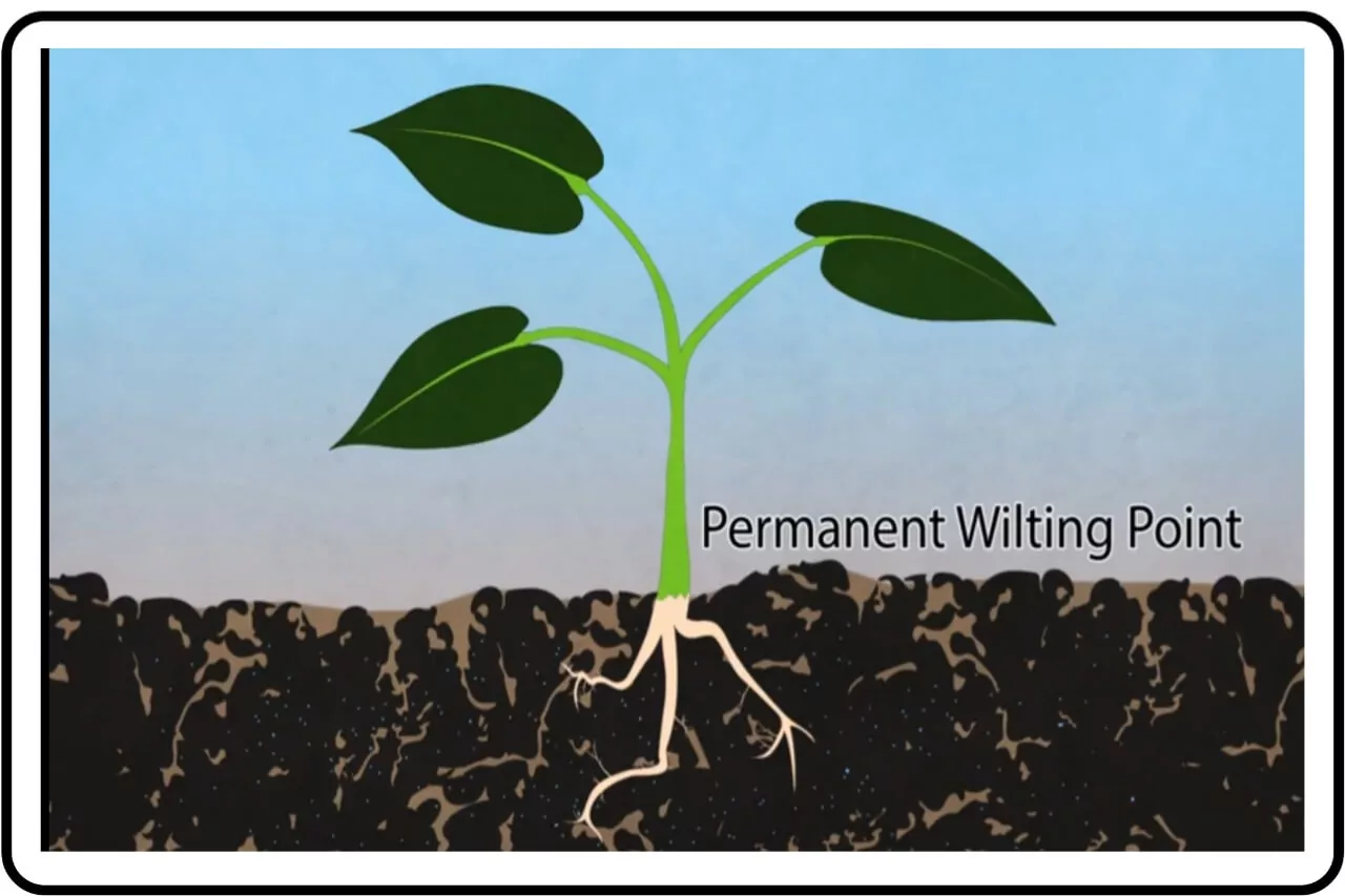 perment wilting point ,soil water plant relationship
