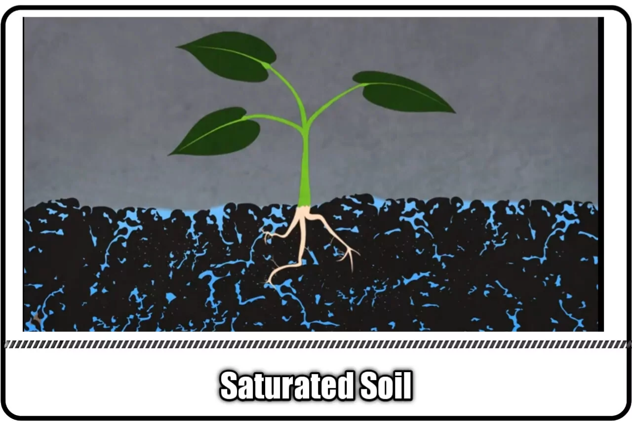 saturation of soil ,soil water plant relationship,soil water plant relationship