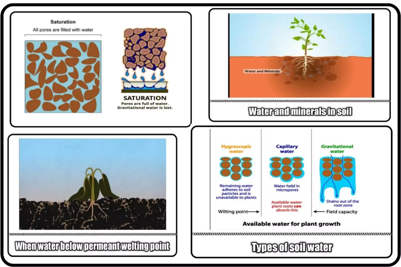 soil water plant relationship (2),soil water plant relationship